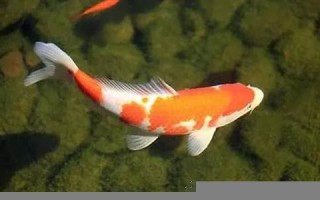 梦见鱼(梦见鱼是什么预兆)