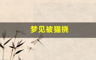 梦见被猫挠(梦见被猫挠伤是什么寓意)