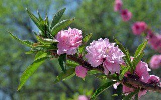 艾斯特莱雅(艾斯特莱雅女神)