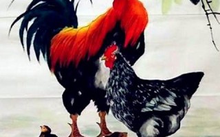 属鸡人2022年全年运势 1981年(属鸡人2022年运势运程1981)