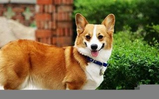 和狗狗(和狗狗一起的文案)