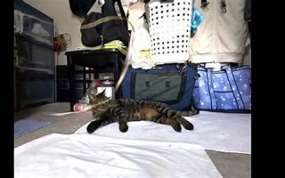 8月4日(8月4日狮子座的性格)