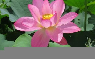 属鸡在龙年2024运气(属鸡在龙年2024运气免费)