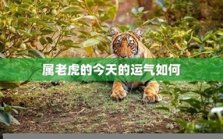 属虎今日运势(属牛今日运势)